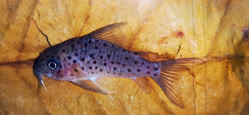 00-0-Copr_2025-Zierfisch_Zentrum_Austriat.jpg