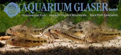 00-0-Copr_2017-Aquarium_Glasert.jpg