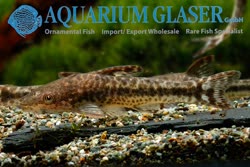 01-0-Copr_2017-Aquarium_Glasert.jpg