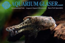 02-0-Copr_2017-Aquarium_Glasert.jpg