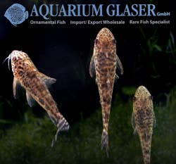 07-0-Copr_2017-Aquarium_Glasert.jpg