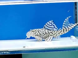 01-0-Copr_2018-Jeff_Lint.jpg