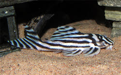 00-0-Copr_2016-Zebra_Pleco-comt.jpg