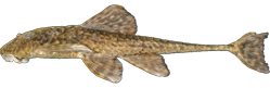 Harttiini