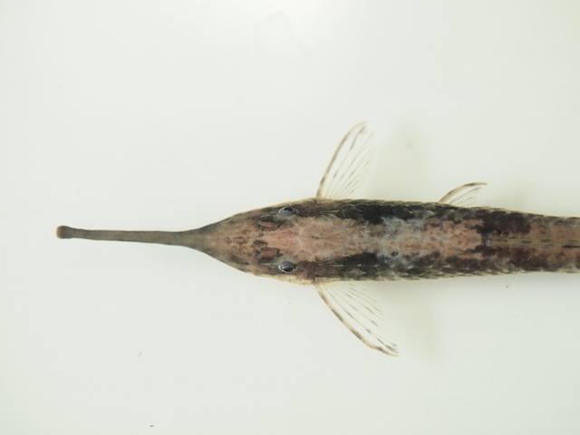 nattereri