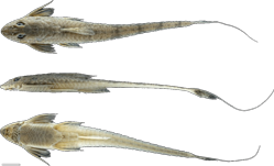 00-0-Copr_2025-UdeA_Ichthyology_Collectiont.png