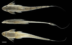 01-0-Copr_2025-UdeA_Ichthyology_Collectiont.jpg