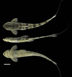 00-0-Copr_2025-UdeA_Ichthyology_Collectiont.jpg