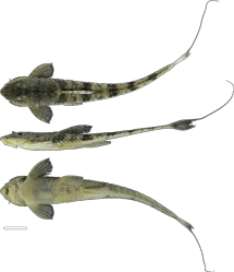 00-0-Copr_2025-UdeA_Ichthyology_Collectiont.png