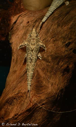 platyura