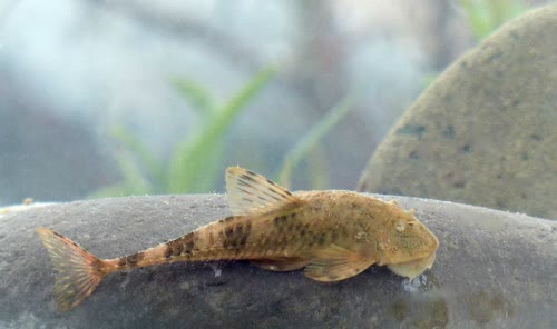 steinbachi
