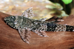 00-0-Copr_2025-Aqua_Global_DE.jpg 00-0-Copr_2025-Aqua_Global_DEt.jpg