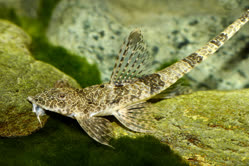 01-0-Copr_2025-Aqua_Global_DE.jpg 01-0-Copr_2025-Aqua_Global_DEt.jpg