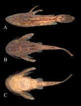 00-0-Copr_2007-Brindelli-Holotype-MZUSP_90591-41mmt.jpg