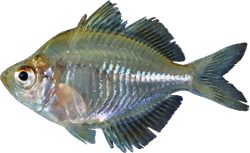 00-0-Copr_2018-Fishes_of_Asiat.png