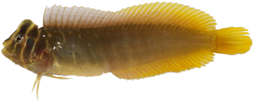 Blenniidae