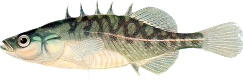 Gasterosteidae
