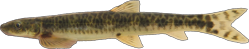 01-0-Copr_2026-Mutambalat.png