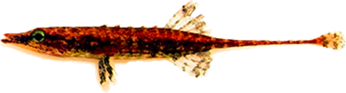 Indostomas