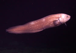  Tusk eels
