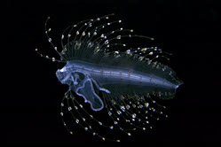 Brotulotaeniinae