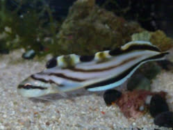00-0-Copr_2024-Tropical_Live_Importst.jpg
