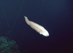 00-0-Copr_2024-Ocean_Networks_Canadat.jpg