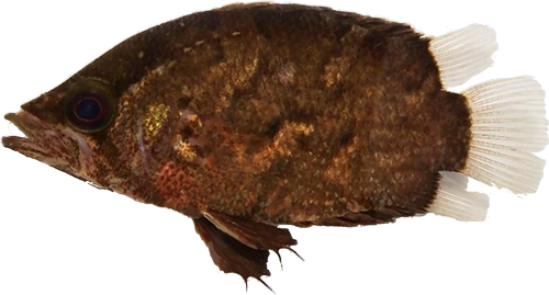 Polycentridae