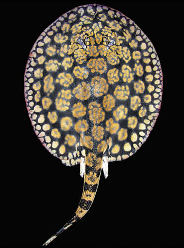Potamotrygon