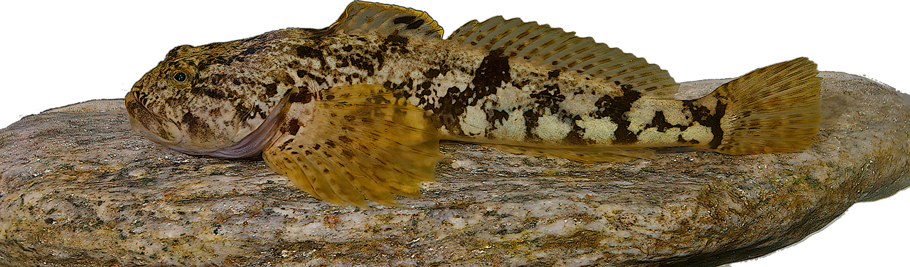 Alpinocottus