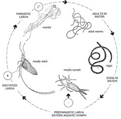 Horsehair
