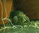 Dscf0009t.jpg