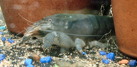 gabonensis