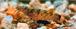 00-0-Copr_2012_Unknown2t.jpg