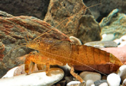 scabra