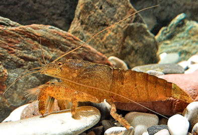 scabra