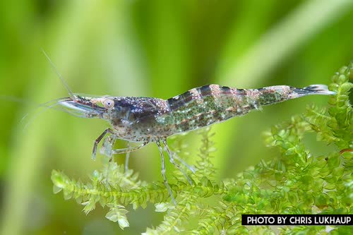 Atyaephyra