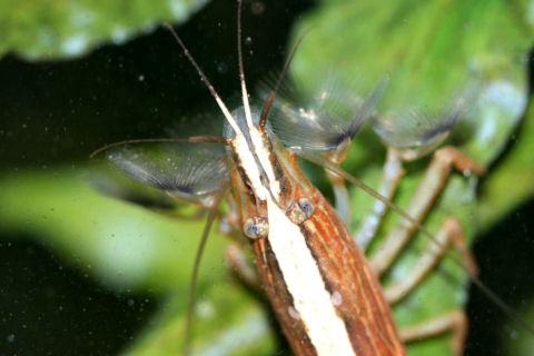 Atyopsis