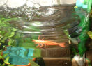 DSCF0012t.jpg