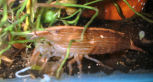 DSCF0016t.jpg