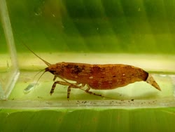 spinipes