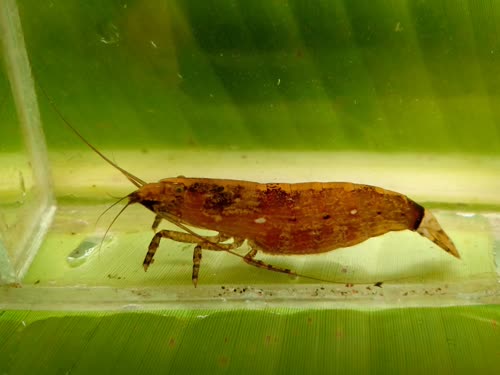 spinipes