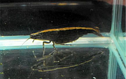 striolata
