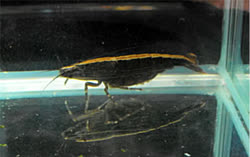 striolata