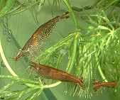 babaulti