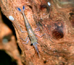 caerulea