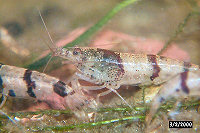 Image10at.jpg