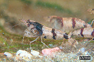 Image12at.jpg
