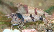 Image3ct.jpg