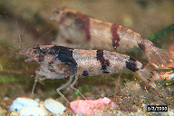 Image5bt.jpg